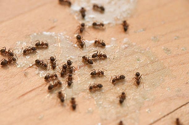 Best Commercial Pest Control Services  in Arlington Heights, PA