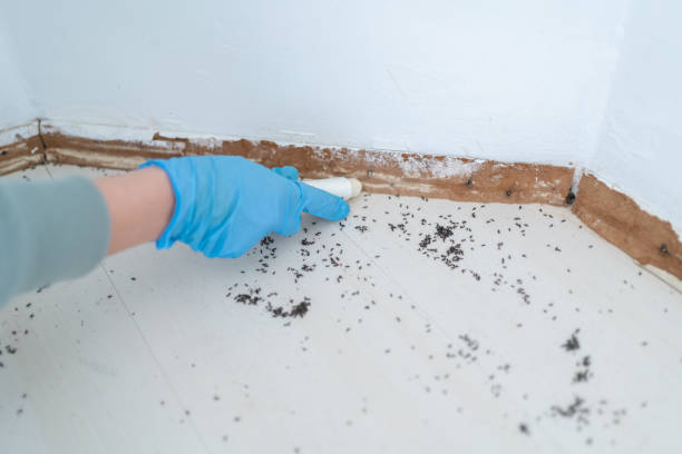 Professional Pest Control in Arlington Heights, PA